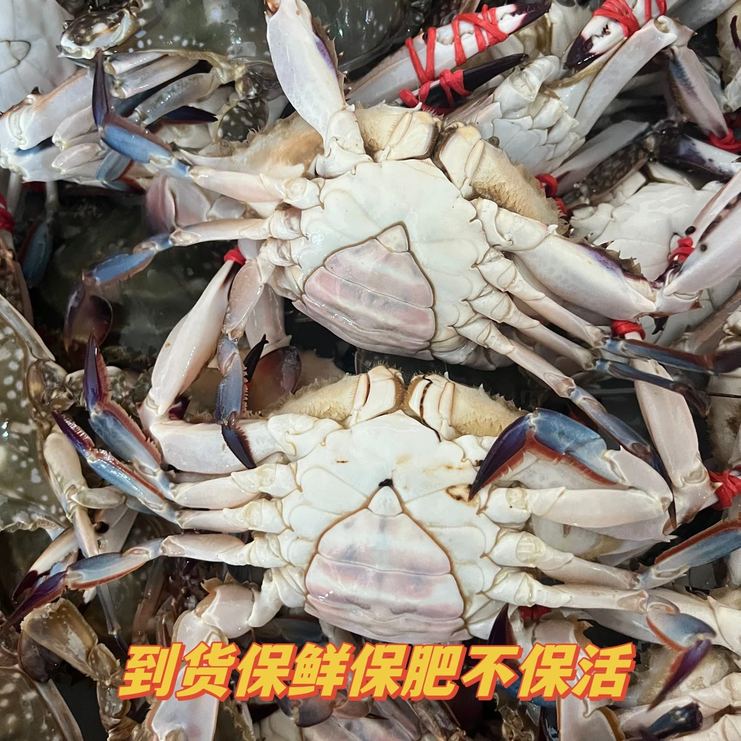 东港三点红断氧中母蟹1.2斤 单只3两左右【保鲜不保活】各别断腿