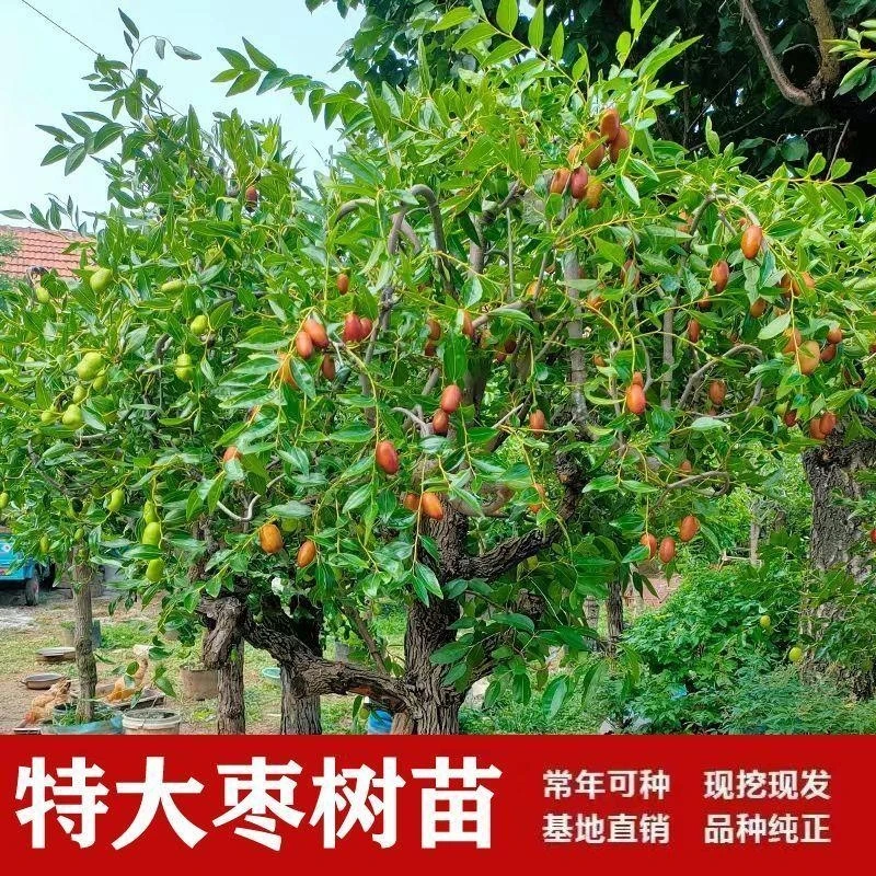 特大冰糖脆枣树苗新品种冬枣大果苗无核早熟盆栽地栽当年结果