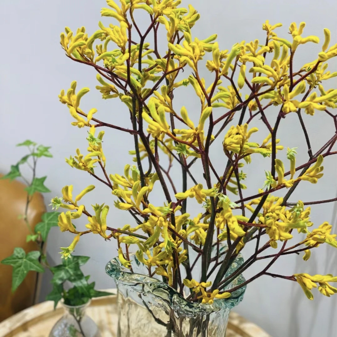 袋鼠爪鲜花云南直发红色黄色室内插花配花水培花材花期长鲜切花