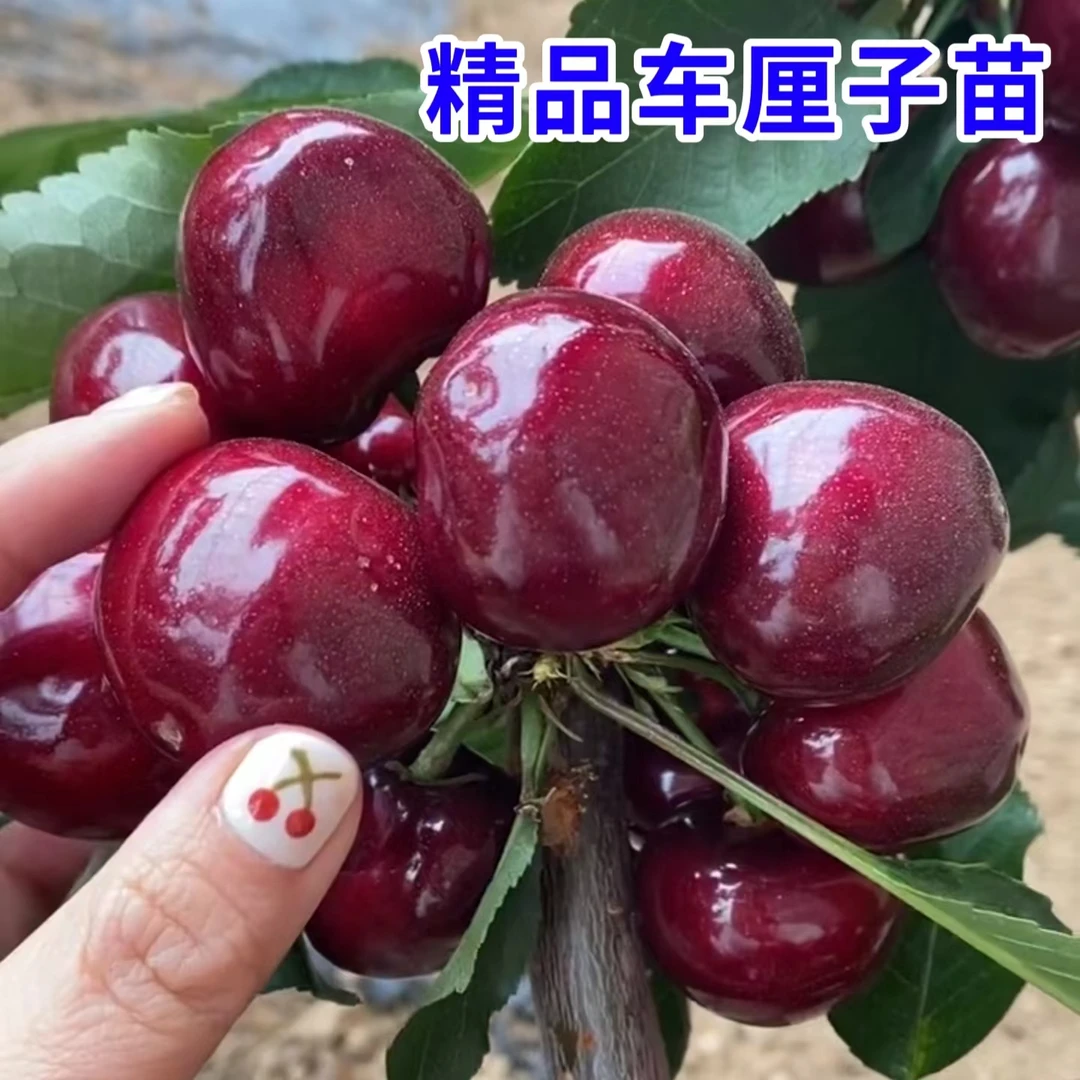 正宗车厘子嫁接樱桃苗南北方适宜盆栽庭院抗寒耐湿热包活当年结果