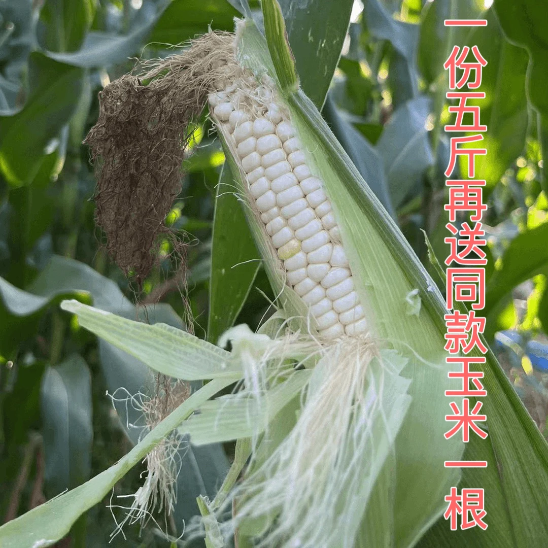 密云水库崔家峪村山地甜糯玉米(买五斤送一根)