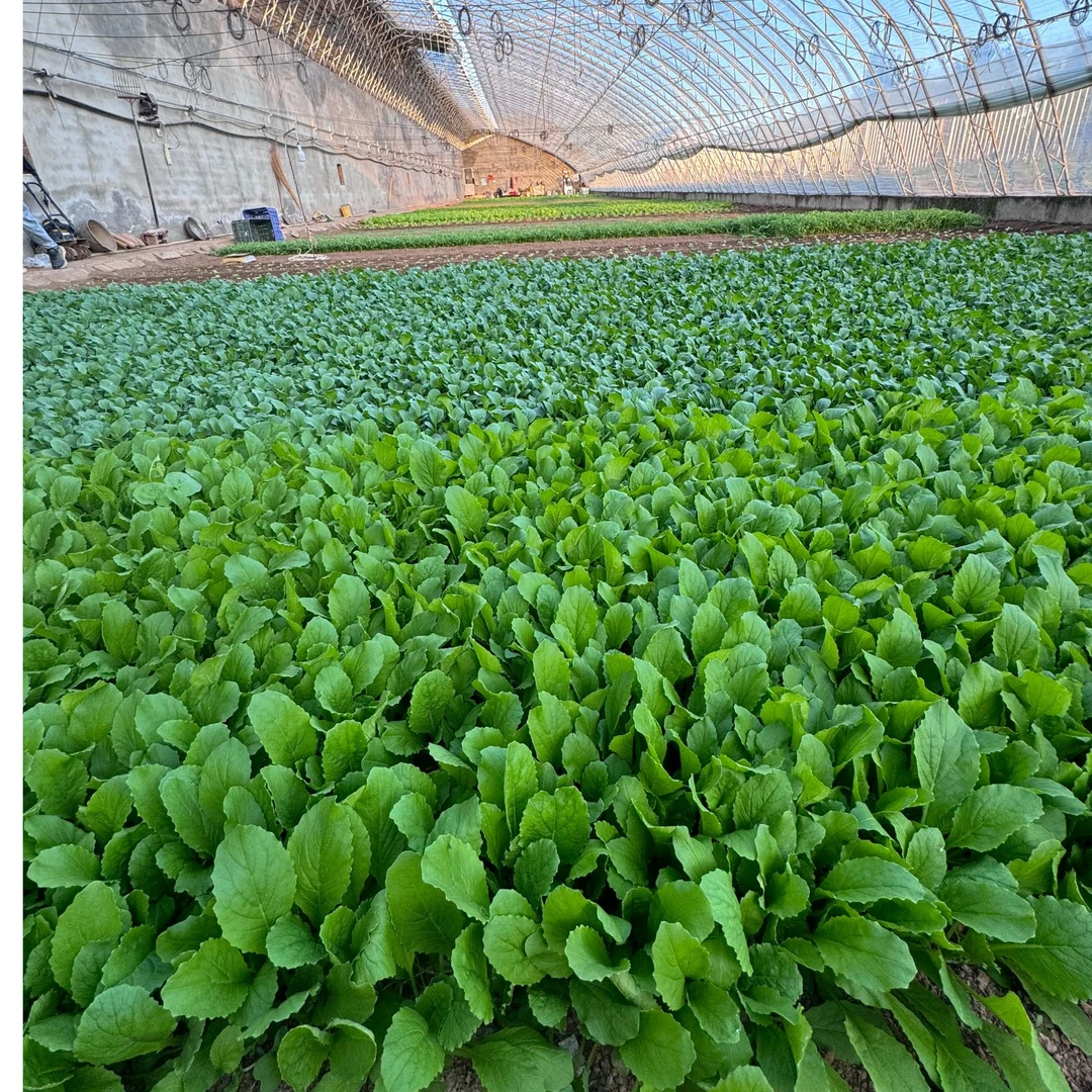 首都引用水源本地苗苗菜(蒿子杆苗、小白菜苗，油菜苗)