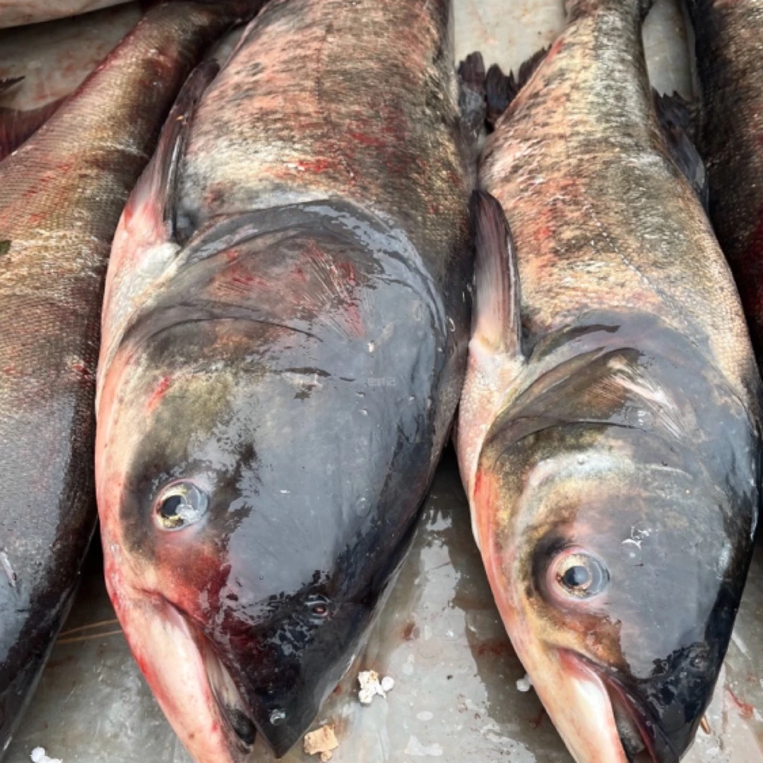 首都饮用水源地密云水库花鲢鱼(胖头鱼)