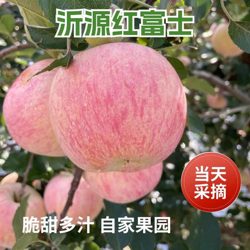 【现摘现发】【顺丰包邮】红富士苹果条纹红片红新鲜采摘脆甜饱满多汁