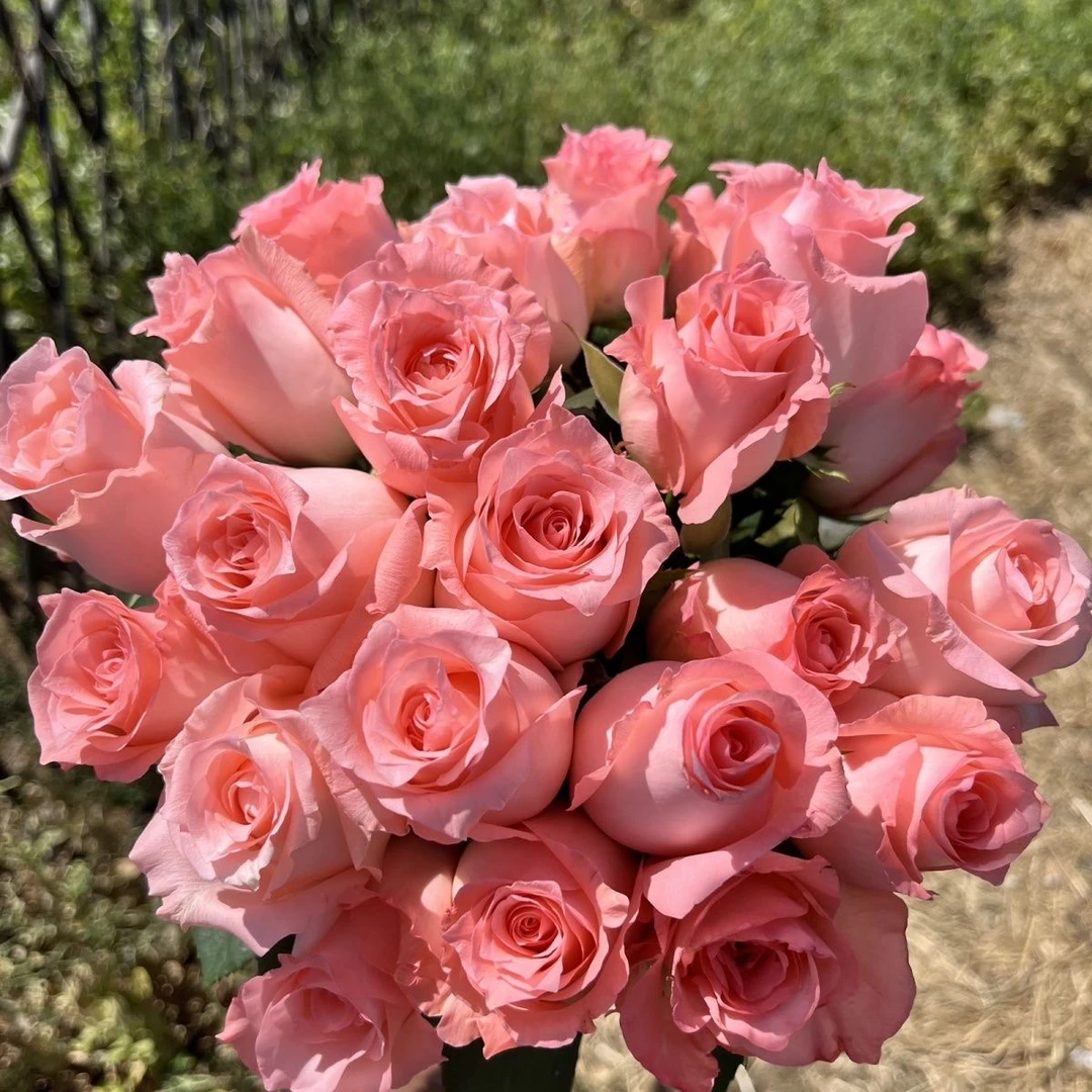 《戴安娜》月季花苗藤本灌木切花植物阳台花卉盆栽夏季春季粉红色