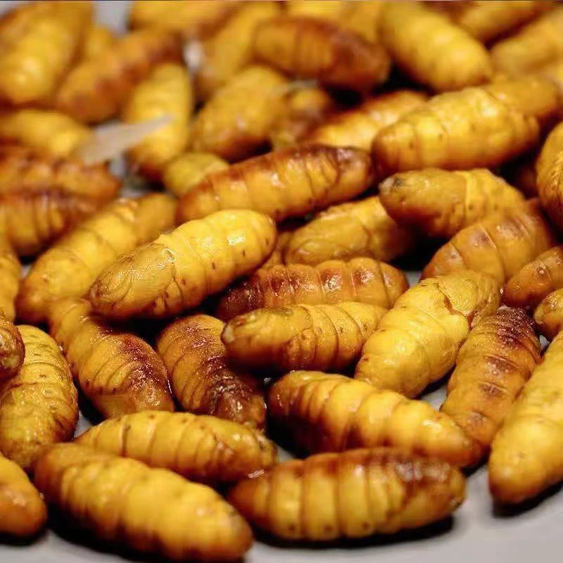 2025新鲜金丝蚕蛹鲜活冷冻山东特产高蛋白高营养下酒菜新货原产地