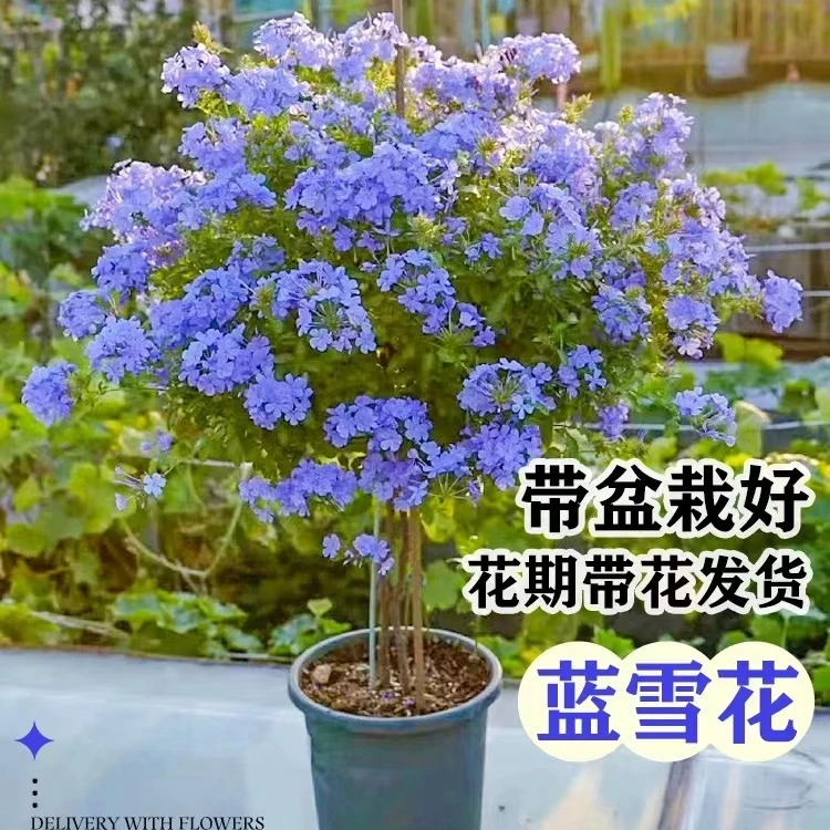 蓝雪花棒棒糖丰花爆花耐热好养阳台庭院爬藤攀援藤本多年生