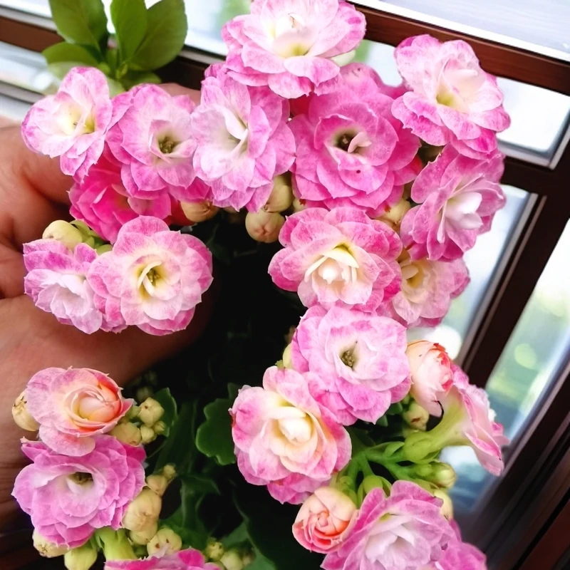 浪漫樱花 重瓣带花苞120口径盆