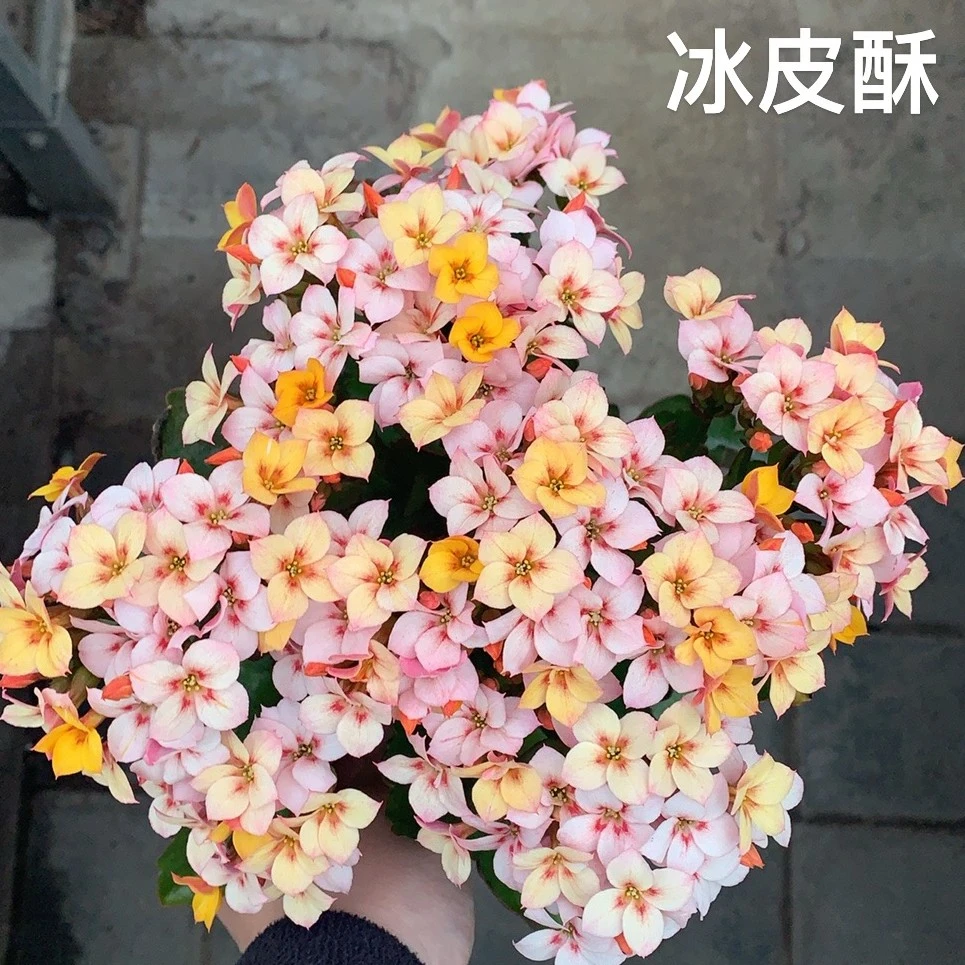 冰皮酥 单瓣长寿带花苞 130口径盆