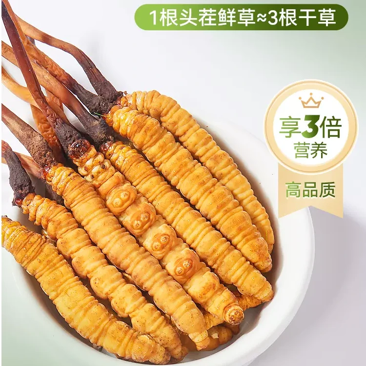 藏华强2024年新鲜冬虫夏草滋补正宗头期短巴子虫草1.0克/根30条
