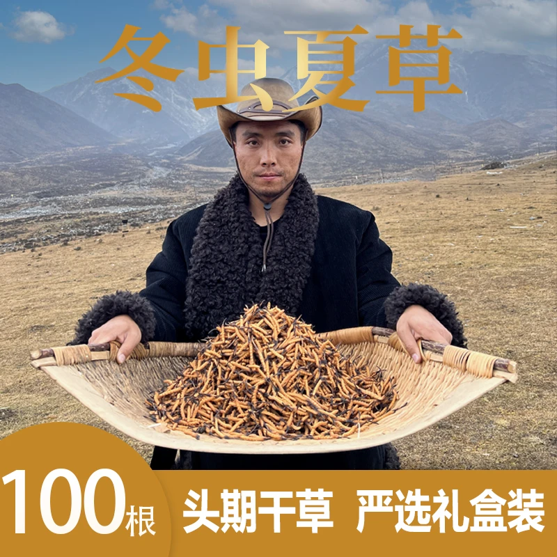 精选高品质冬虫夏草饱满洁净100根补品虫草藏华强