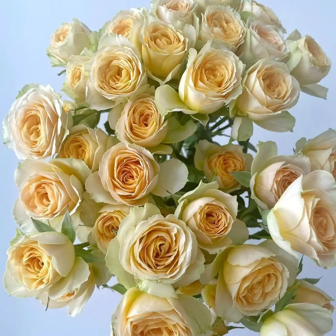 【牛油果】-多头玫瑰 任意两单升级顺丰冷链或德邦空运