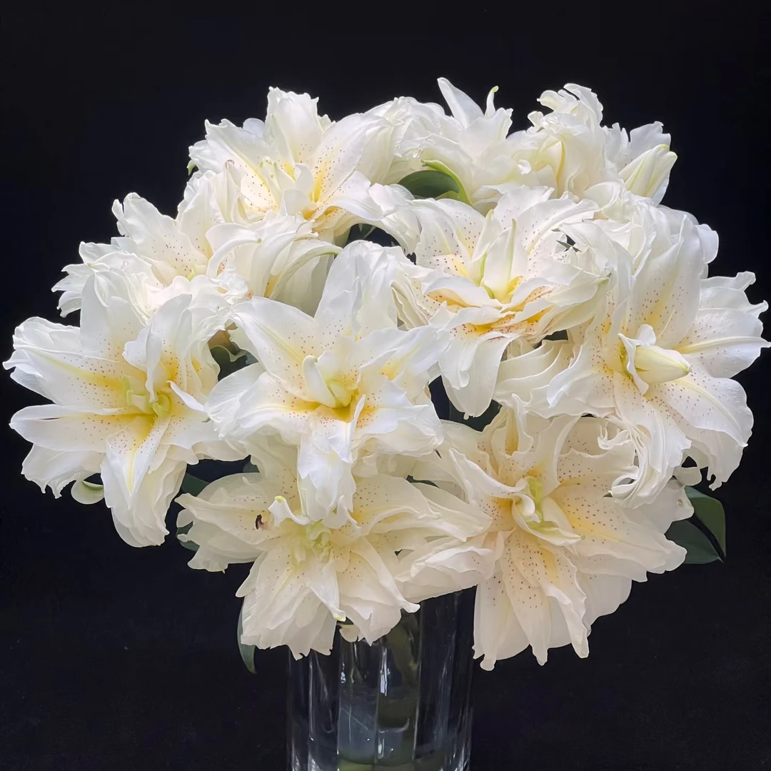 【白拉菲】 重瓣百合 一单包邮顺丰/京东冷链/EMS空运