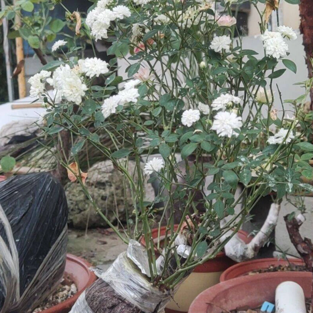 月季花绿植老桩练手桩精品桩成品盆景