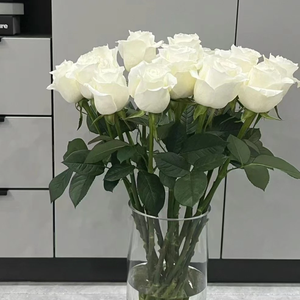 【快递次日达】10枝白玫瑰（生苞半开）-生活鲜花家居花瓶插花