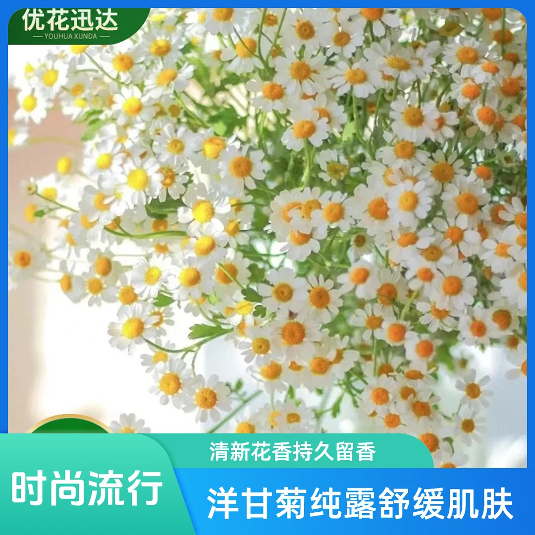 洋甘菊5枝-鲜切花-文艺小天后花期优秀今天下单明天送达-任意2单包邮同城