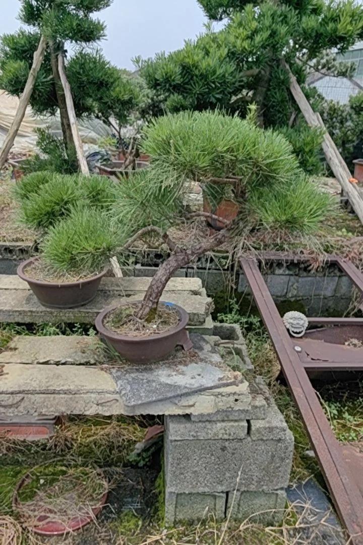 抱石黑松老盆口来年茂密不含盆