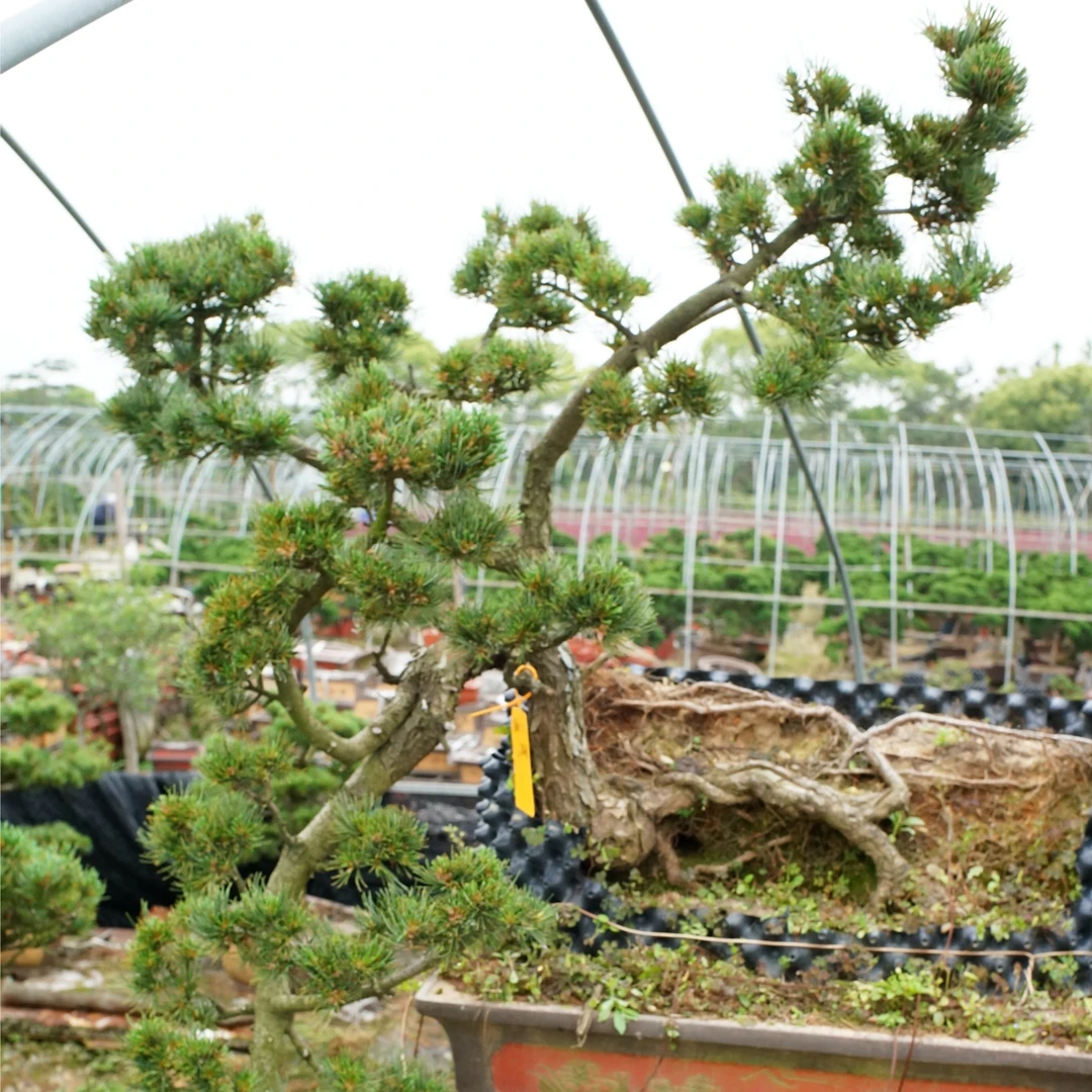 30年宫岛大阪松独特设计匠心飞龙在天迎客松老盆高度