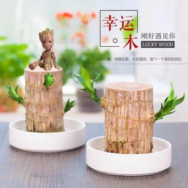 巴西木水培开花绿植