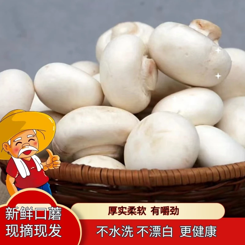 口蘑新鲜白蘑菇双孢菇火锅食材基地直发一整箱