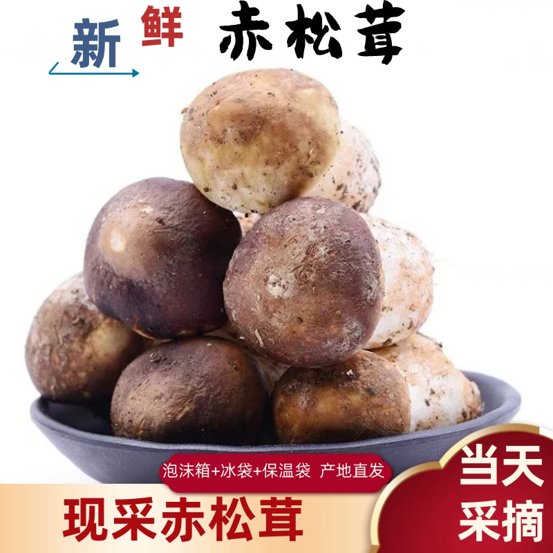 新鲜赤松茸姬松茸产地直发现摘现发食用菌精选煲汤火锅食材