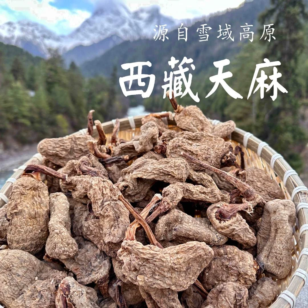 西藏波密高海拔农家天麻西藏山货天麻原生态天麻滋补养生原产营养