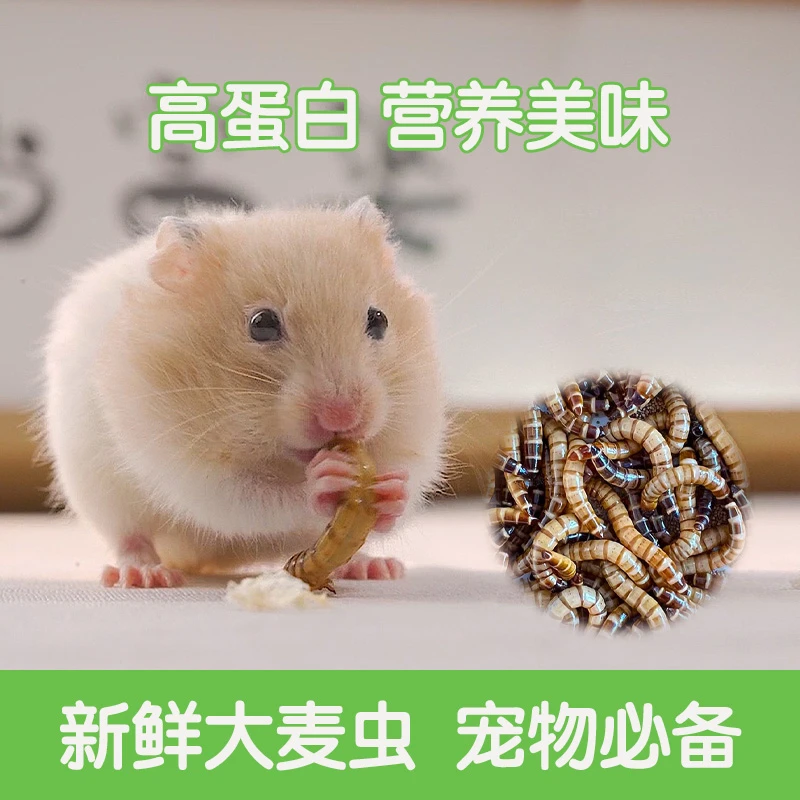 5-6厘米鱼类龟类鼠类鸟类专属饲料钓鱼可用