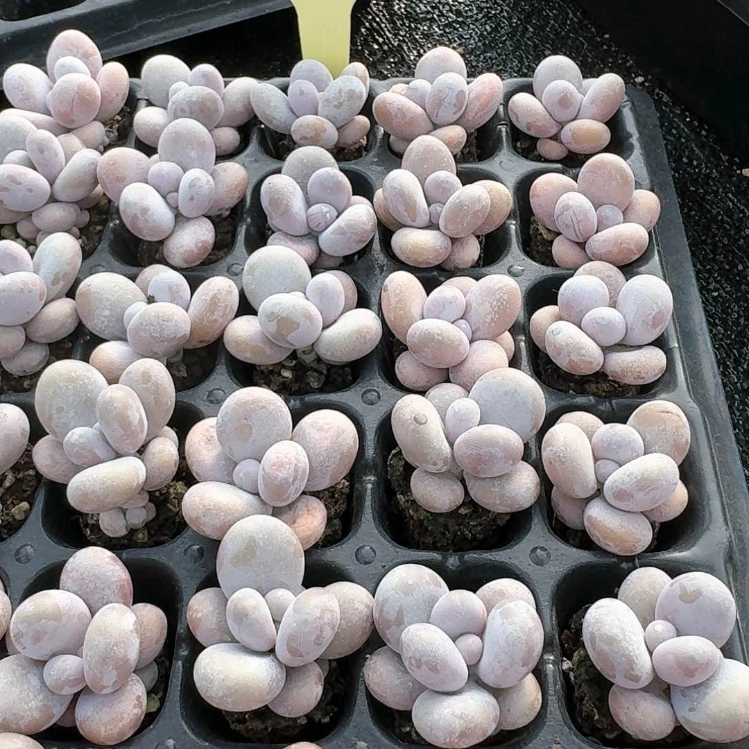 157-文斯通奶酪，7颗一组，