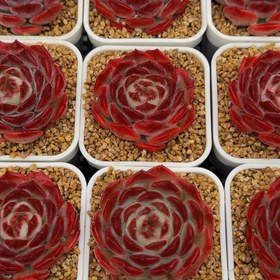 176-紫萱单头，必入款