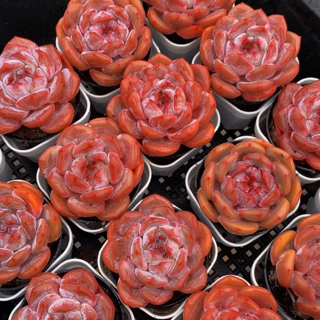 155-星影糖心好看带盆土发货