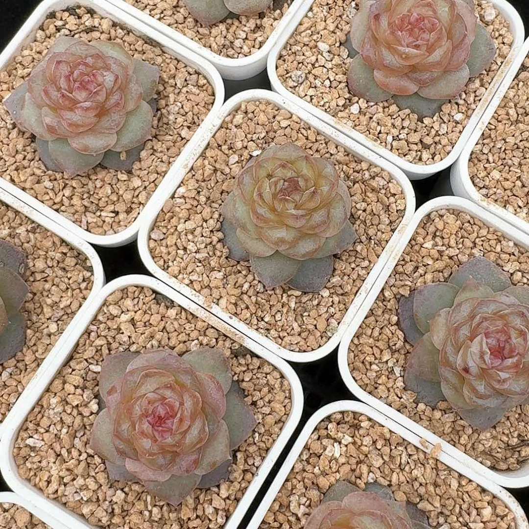 101-钻石纹路糖心包好看的