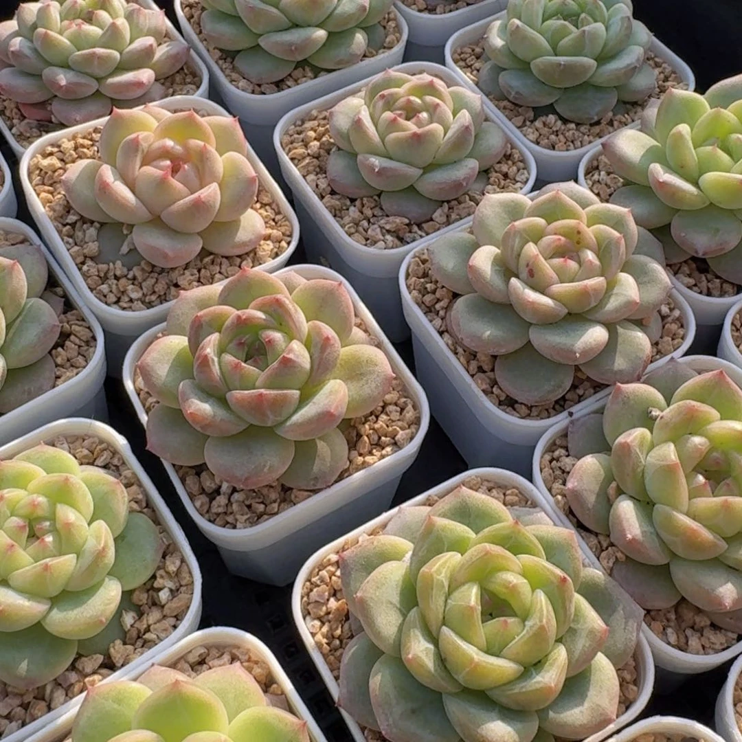 125-甜心超好看的