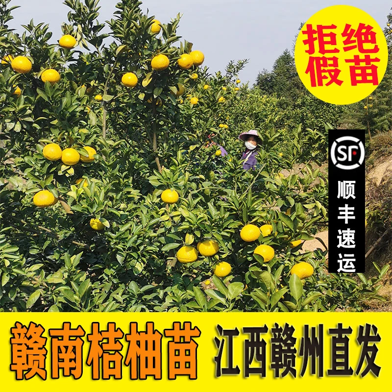 正宗赣南桔柚苗嫁接纽荷尔橙子苗卡拉红肉血橙脐橙树苗果树苗