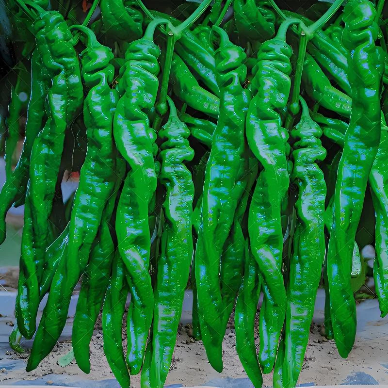 特大螺丝椒苗 高产螺丝椒种苗  四季种植高产蔬菜秧苗批发抗病