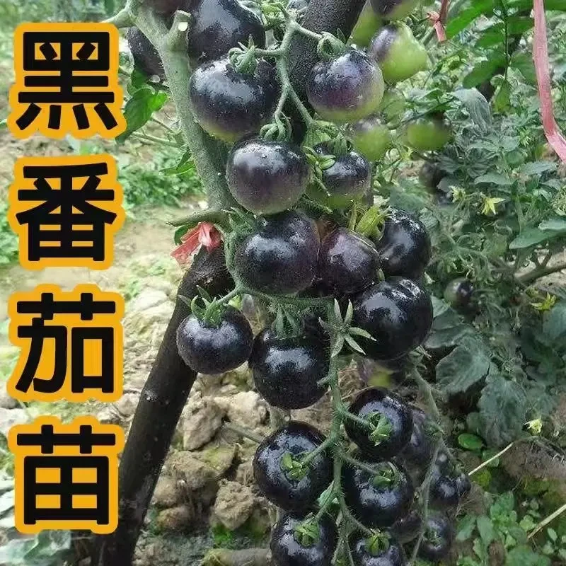 基地直发黑番茄种苗小番茄黑珍珠大西红柿苗圣女果种苗盆栽蔬菜苗