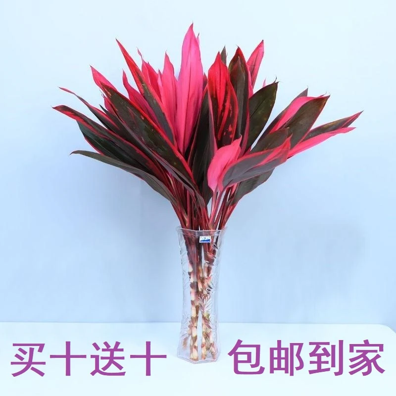 【买十赠十】鸿运竹富贵竹混色包邮公司办公室客厅宿舍水培植物