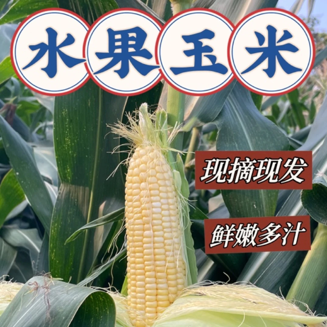 [柳园种植］新鲜采摘水果玉米带壳发货脆甜可口