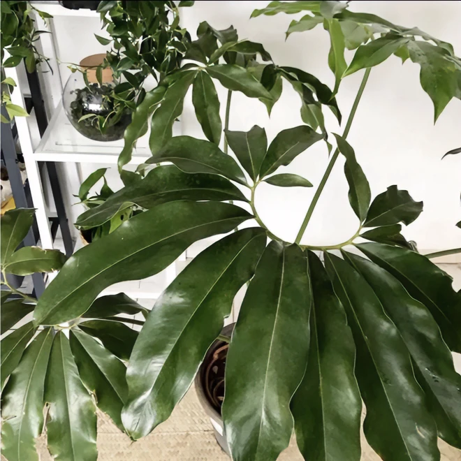 【林涧】印第安羽毛蔓绿绒系列五子登科耐阴耐热网红绿植观叶北欧风