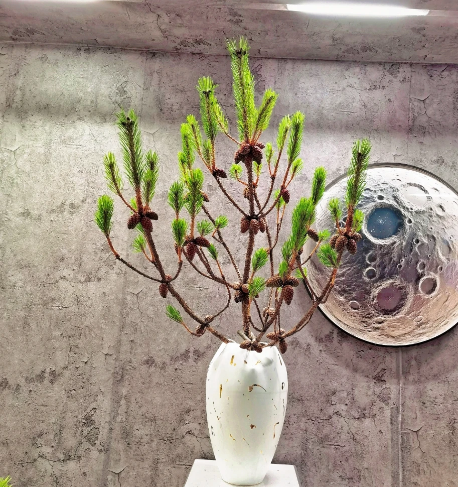 【林涧】丹青松水培绿植观果植物