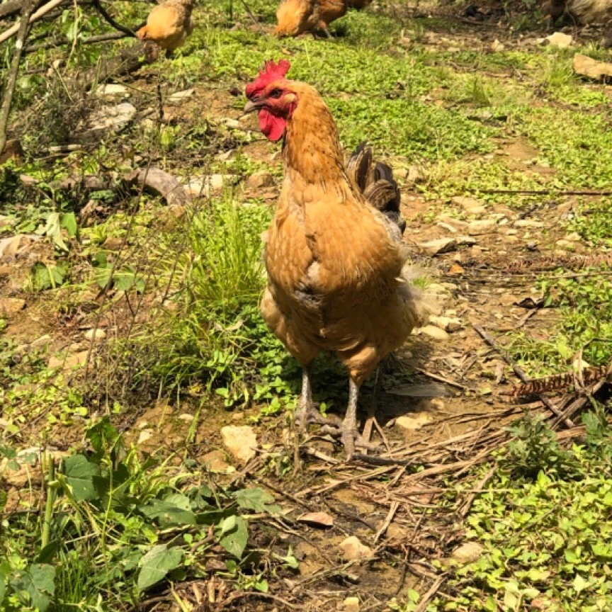 云养鸡 、鸭-硒都恩施高山散养跑山鸡土鸡蛋、土鸭蛋