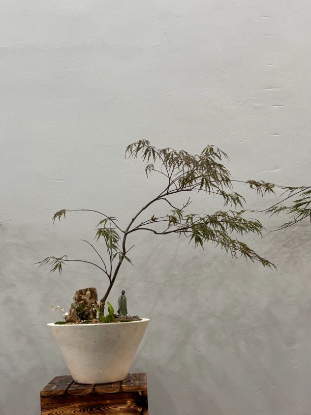 羽毛枫稻叶一物一拍