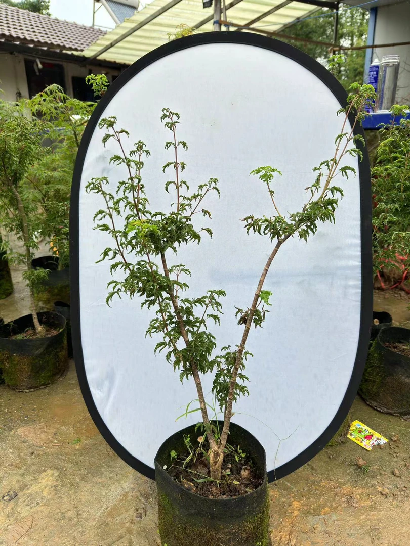 狮子头一物一拍直播间专用链接