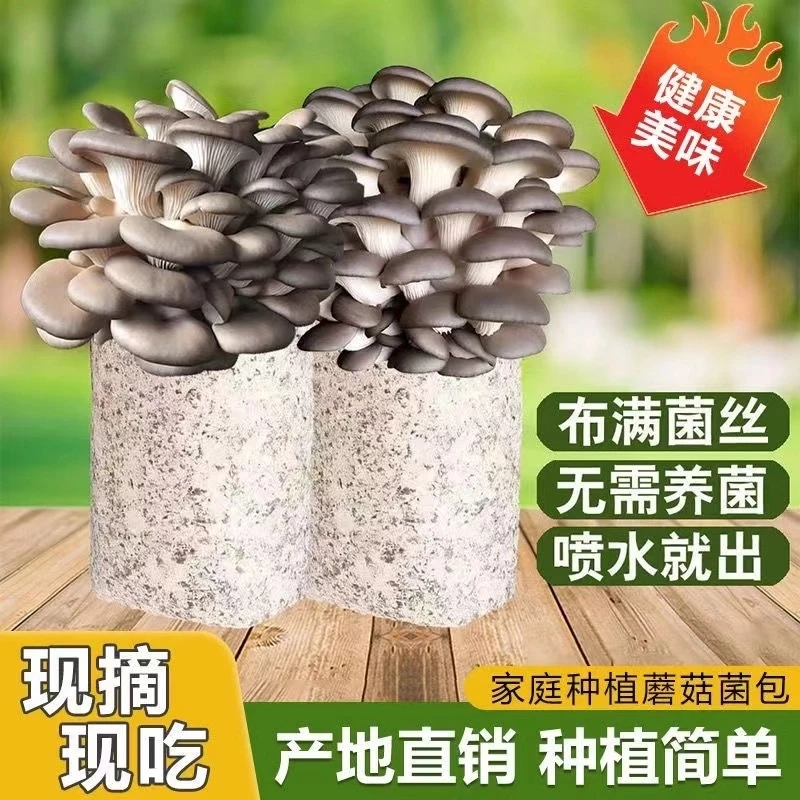 大包菌菇种植包蘑菇种子菌包儿童平菇阳台食用菌菌种家庭室内蘑菇
