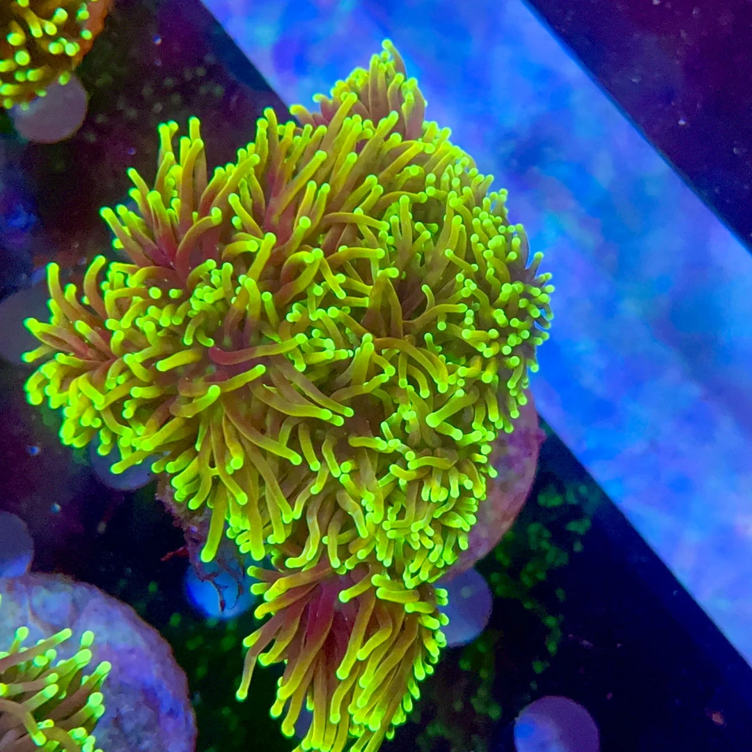 24K金火柴 地狱火金火柴 龙魂金火柴