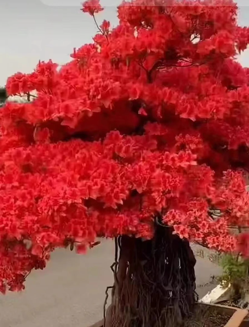 大别先花后叶品种映山红