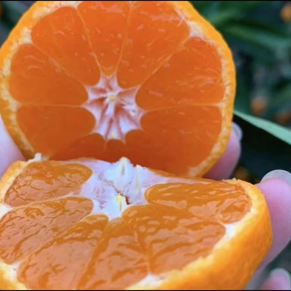 涌泉蜜桔1箱