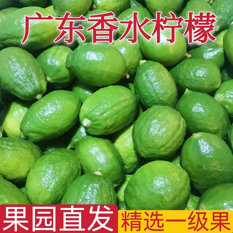 广东香水柠檬精选一级果咖啡奶茶店专用新鲜水果现摘现发1/3/5斤