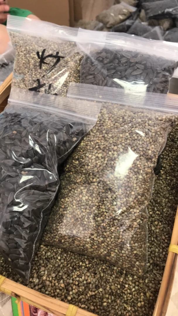 君子兰腰肥炒熟使用麻子油葵叶子油亮宽新疆西藏海南不发拍一发三
