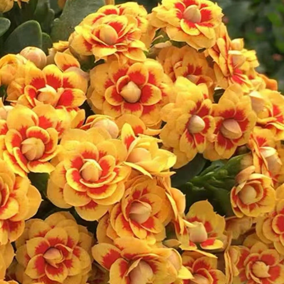 洛桑女神---重瓣大花花色好看花量大花期长