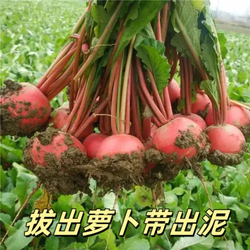 湖北红萝卜 现挖现发新鲜白心
